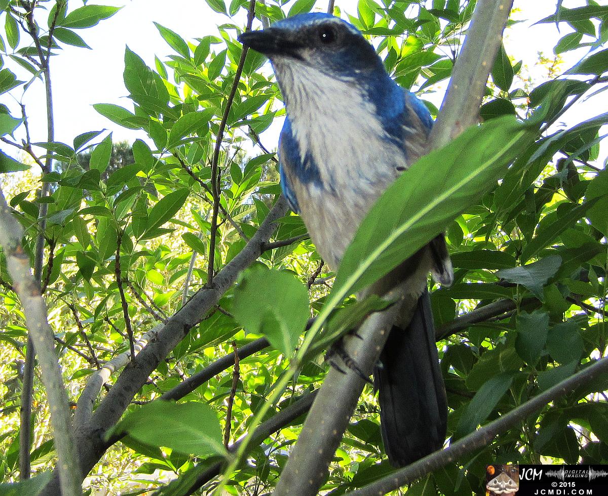 Scrub Jay curious male watches
